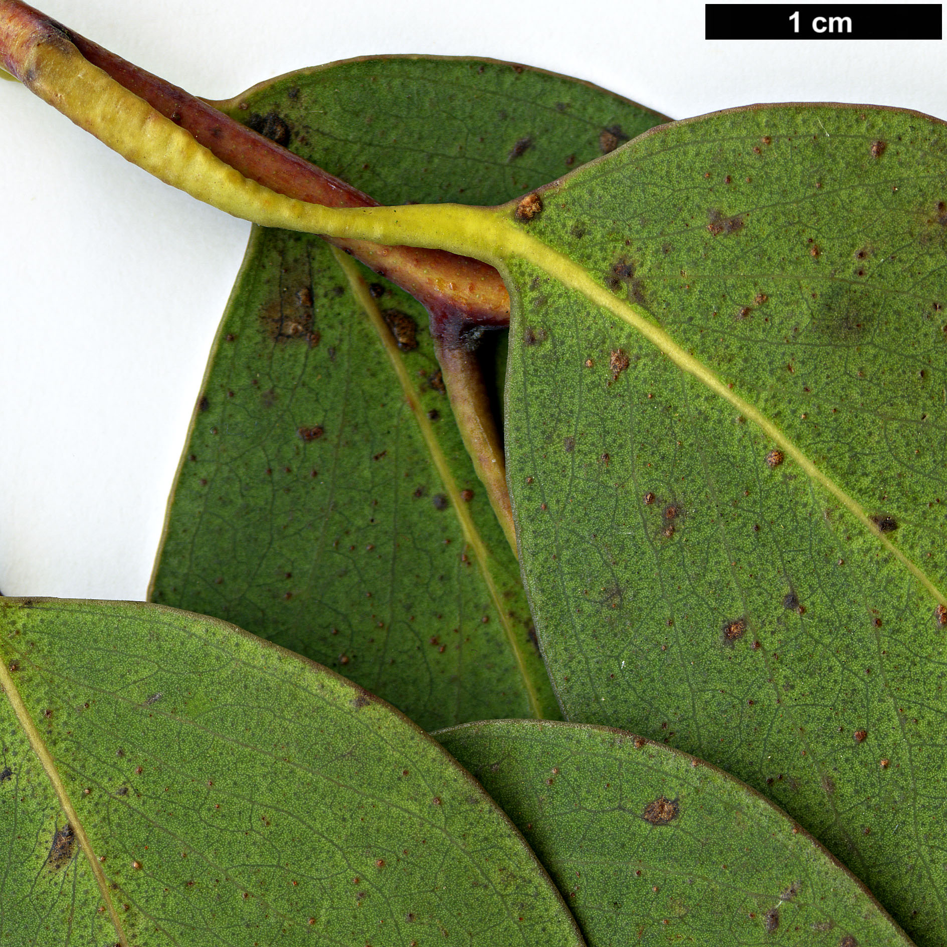 High resolution image: Family: Myrtaceae - Genus: Eucalyptus - Taxon: delegatensis - SpeciesSub: subsp. tasmaniensis